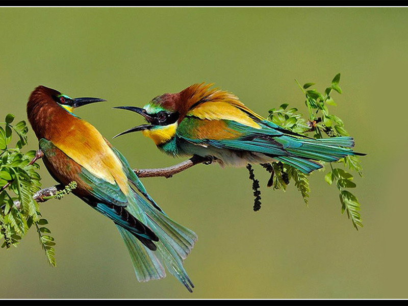 全世界最美鸟伴音乐鸟鸣青蛙叫