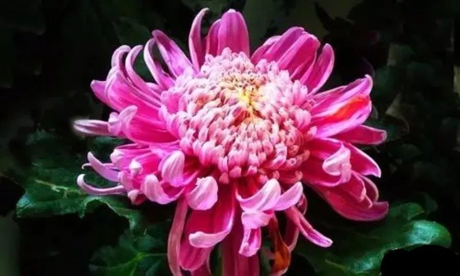 全世界最美菊花终于找齐了太美太珍贵了