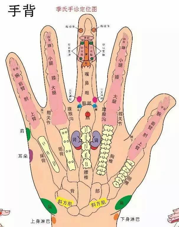 左手手掌反射图解图片