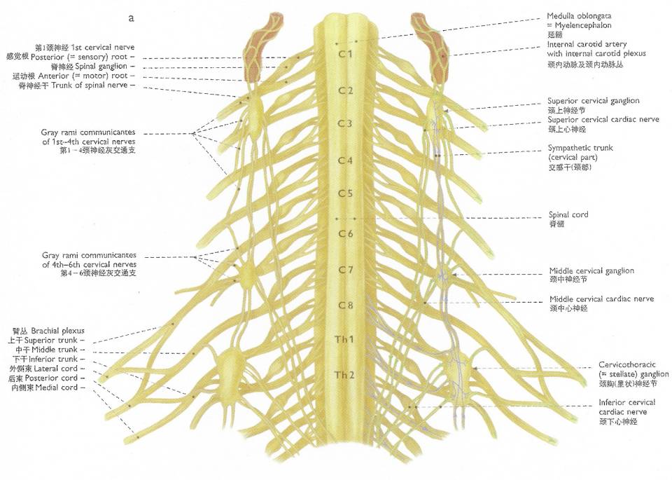 可見交感神經節前,節後纖維分佈均有一定規律,如來自脊髓胸1～5節段