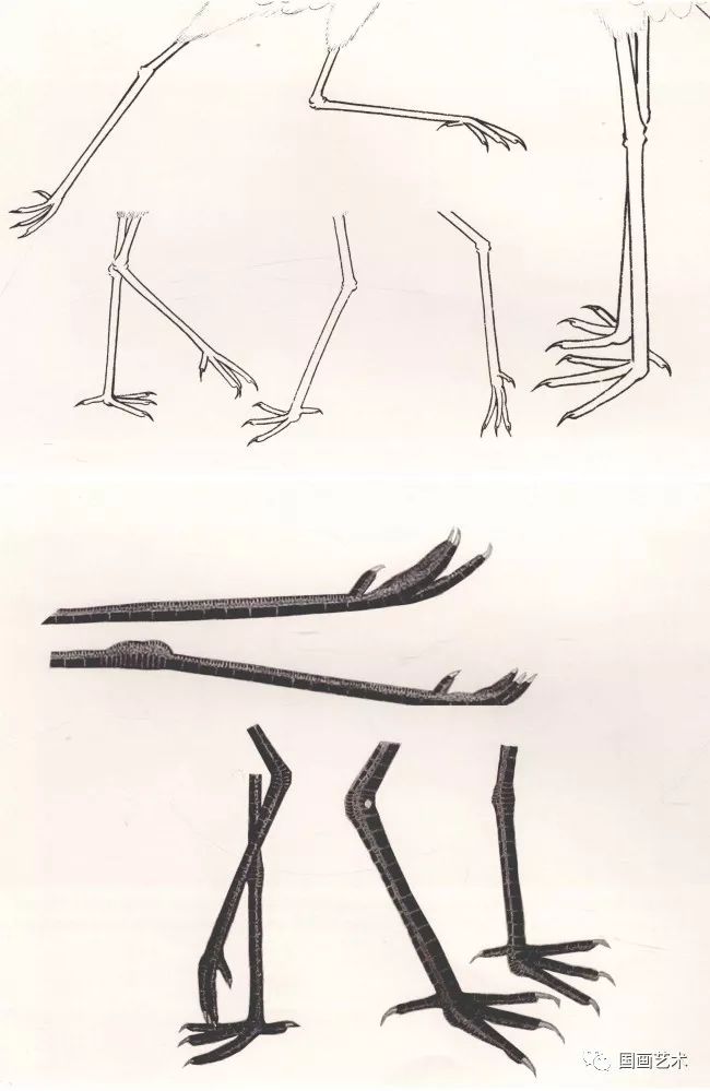 仙鹤的爪子的画法图片