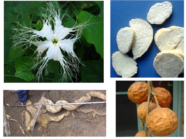 《药象品悟课》第七课:天花粉