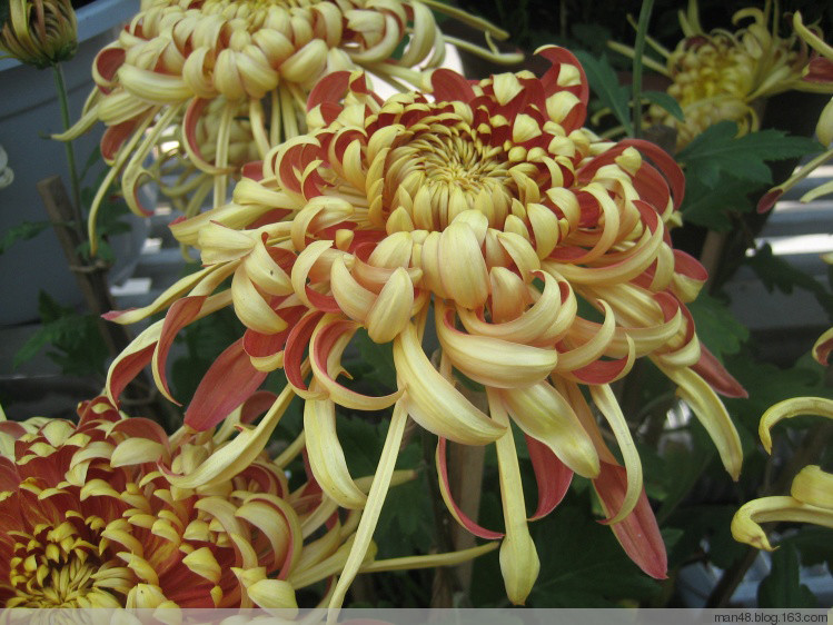 48.羞女49.香山雏凤50.