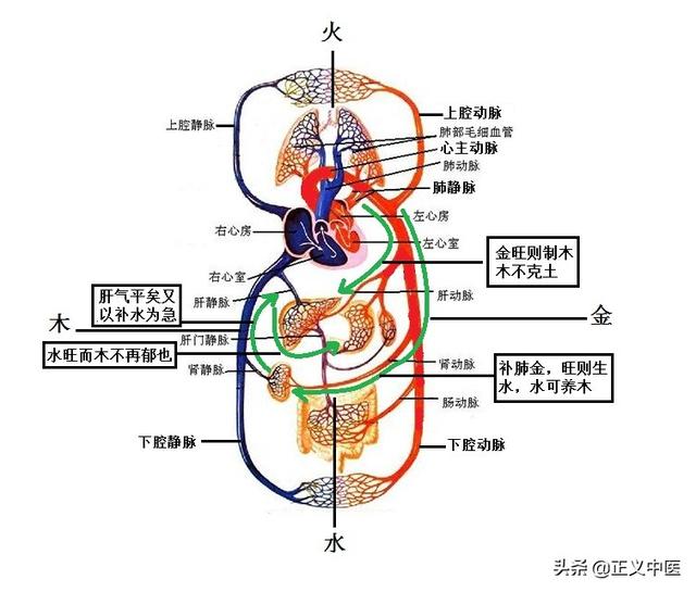脾胃表里机理研究图集
