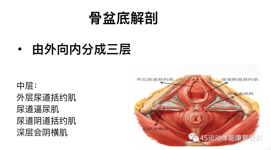 盆底肌解剖图3d图片