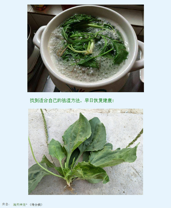 圖文車前草加它煮水喝溼氣斷根重點是不再犯