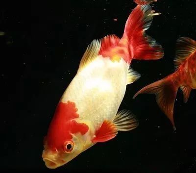 自己动手在院中建一个花园池塘再也不怕和别人撞池了