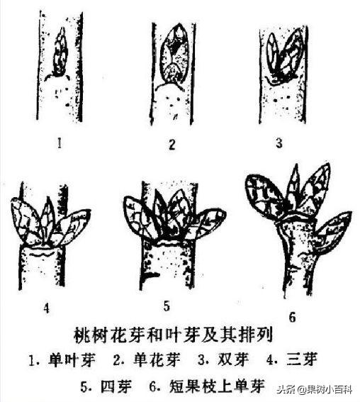 着生一个芽为单芽时不是叶芽就是花芽,但着生两个芽以上为复芽,双芽者