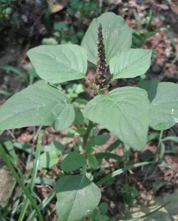 客家人煲湯常用的20種藥根你有沒有喝過