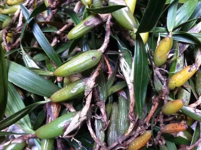 客家人煲汤常用的20种药根你有没有喝过