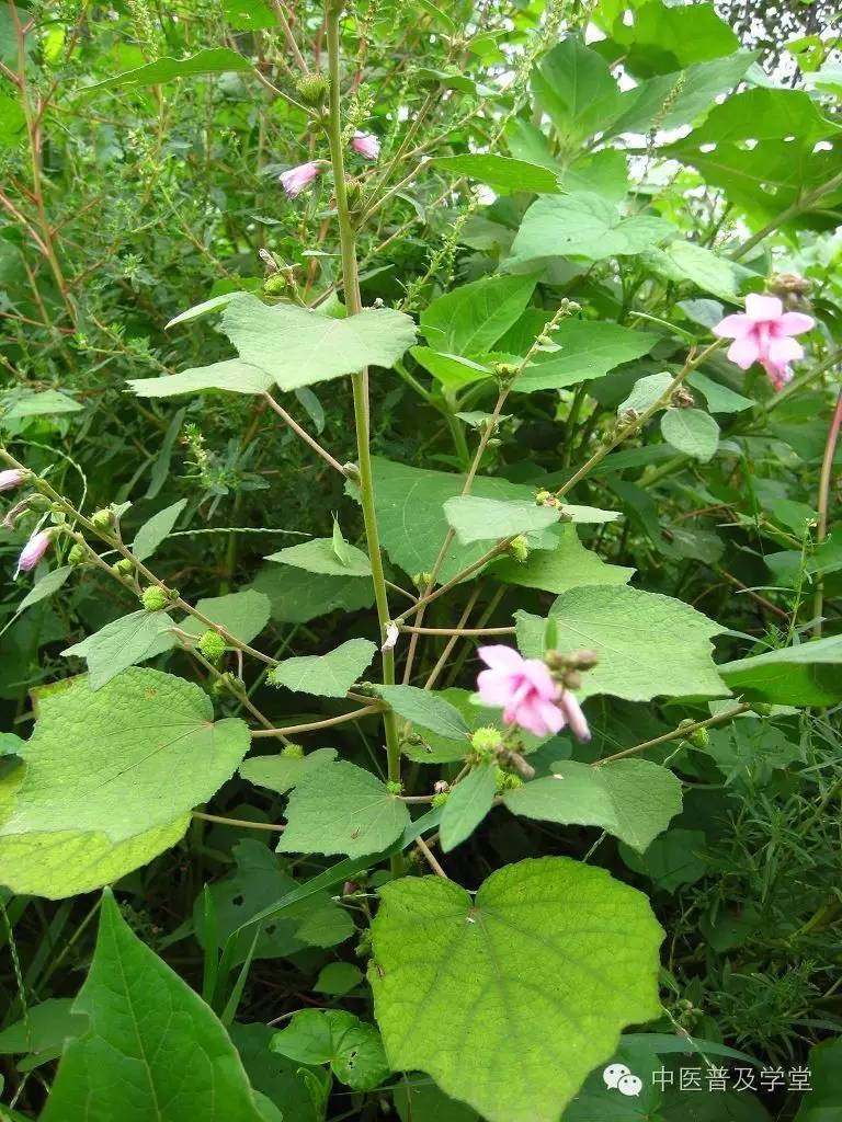 凤阳拾遗草医刘济勇老师讲述6狗脚迹苍耳子攻克几十万都治不好的严重