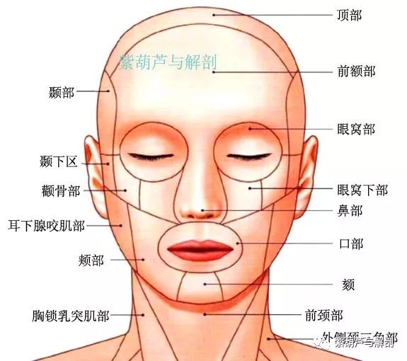 人体脸部结构图解大全图片