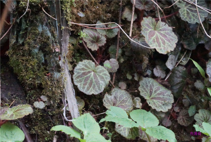 摘录《全国中草药汇编》用法用量3～5钱,外用适量.功能主治清热解毒.