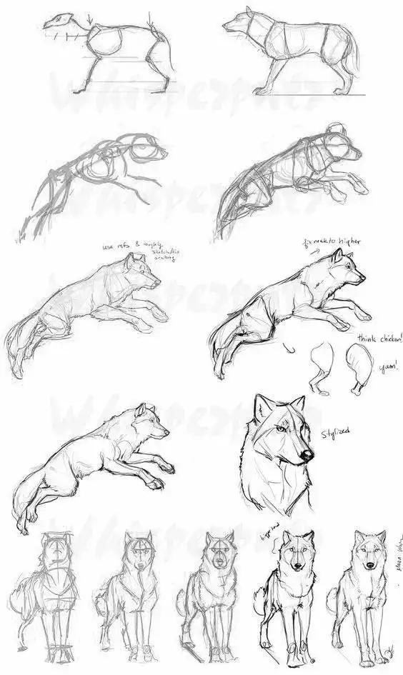 难得一见的动物绘画素材喜欢画画的快收藏起来留着临摹