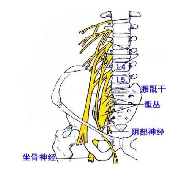 骶神经解剖图片