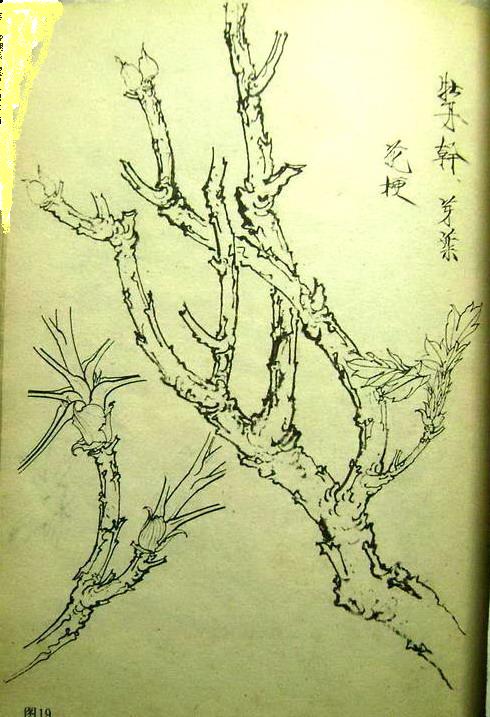 树干工笔技法步骤