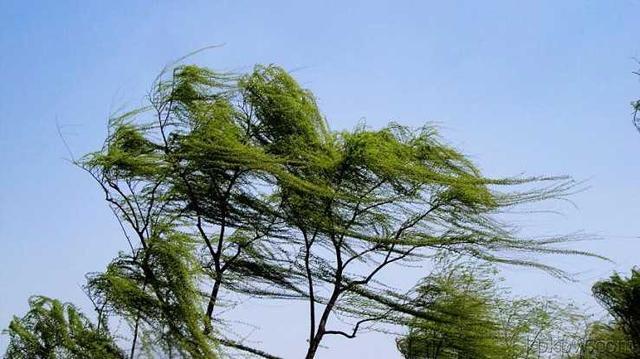 大风起兮云飞扬!200句"风"的飞花令,助你鹏程万里!