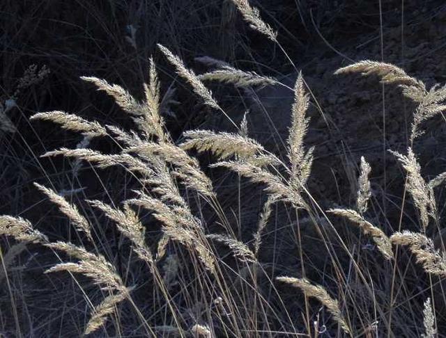 塞雁高飞人未还,一帘风月闲.182.风吹旷野纸钱飞,古墓垒垒春草绿.183.