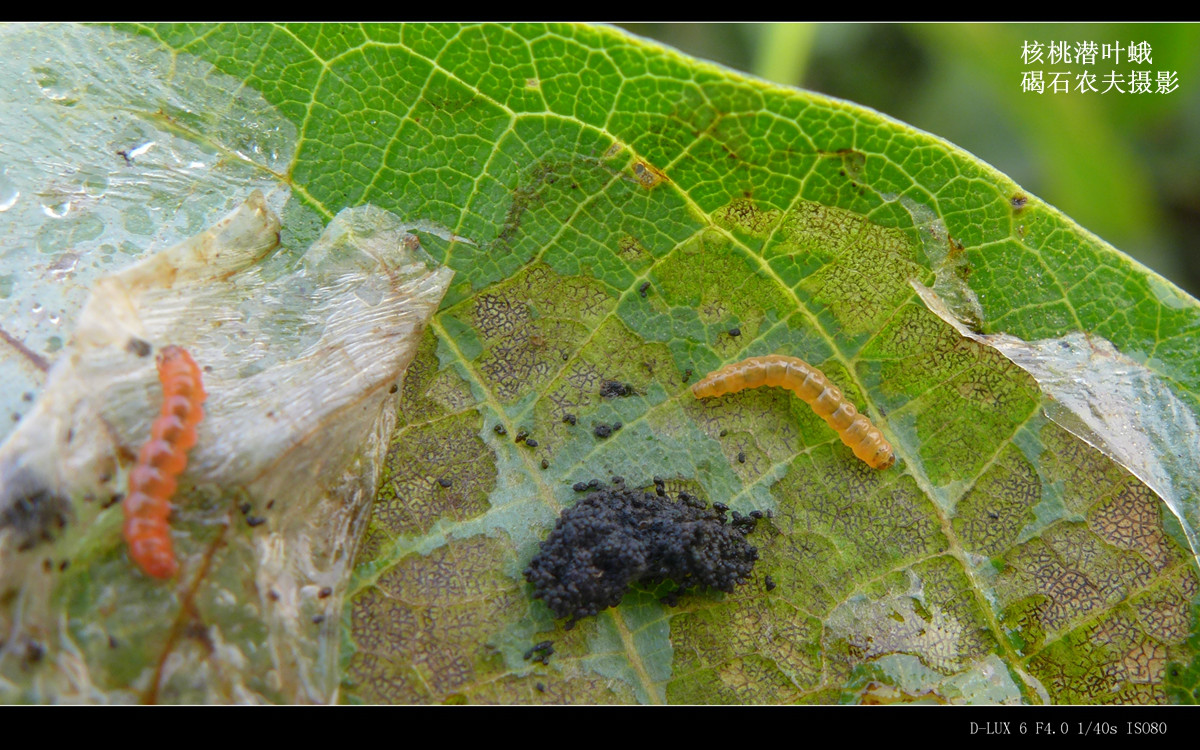原核桃潜叶蛾的识别及防治碣石nong夫周世奇