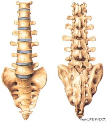 腰椎侧面观图片