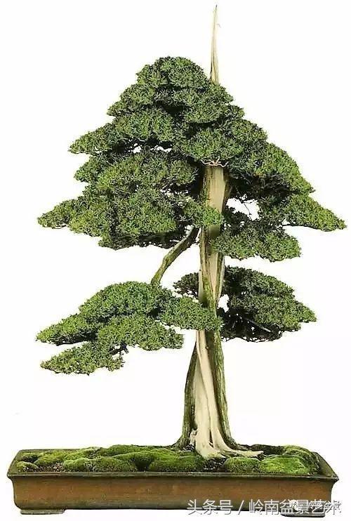 将军树威风凛凛充满英雄气概