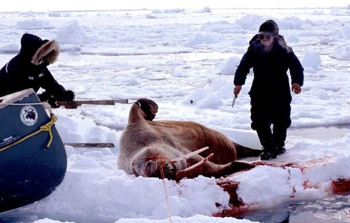 多塞特岛多塞特角镇因纽特人捕猎海豹萨克基亚克岛sakkiak,是在加拿大