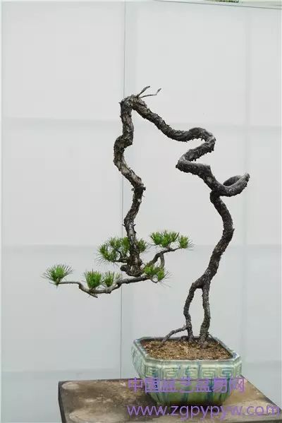 韩学年专版山松盆景1墨泻2古鳞蟠虬3流水行云