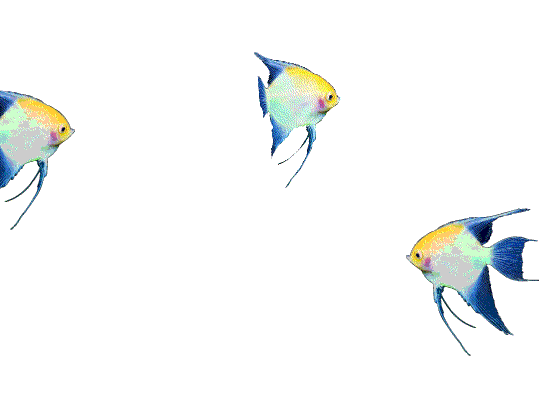 透明gif动画鱼类素材