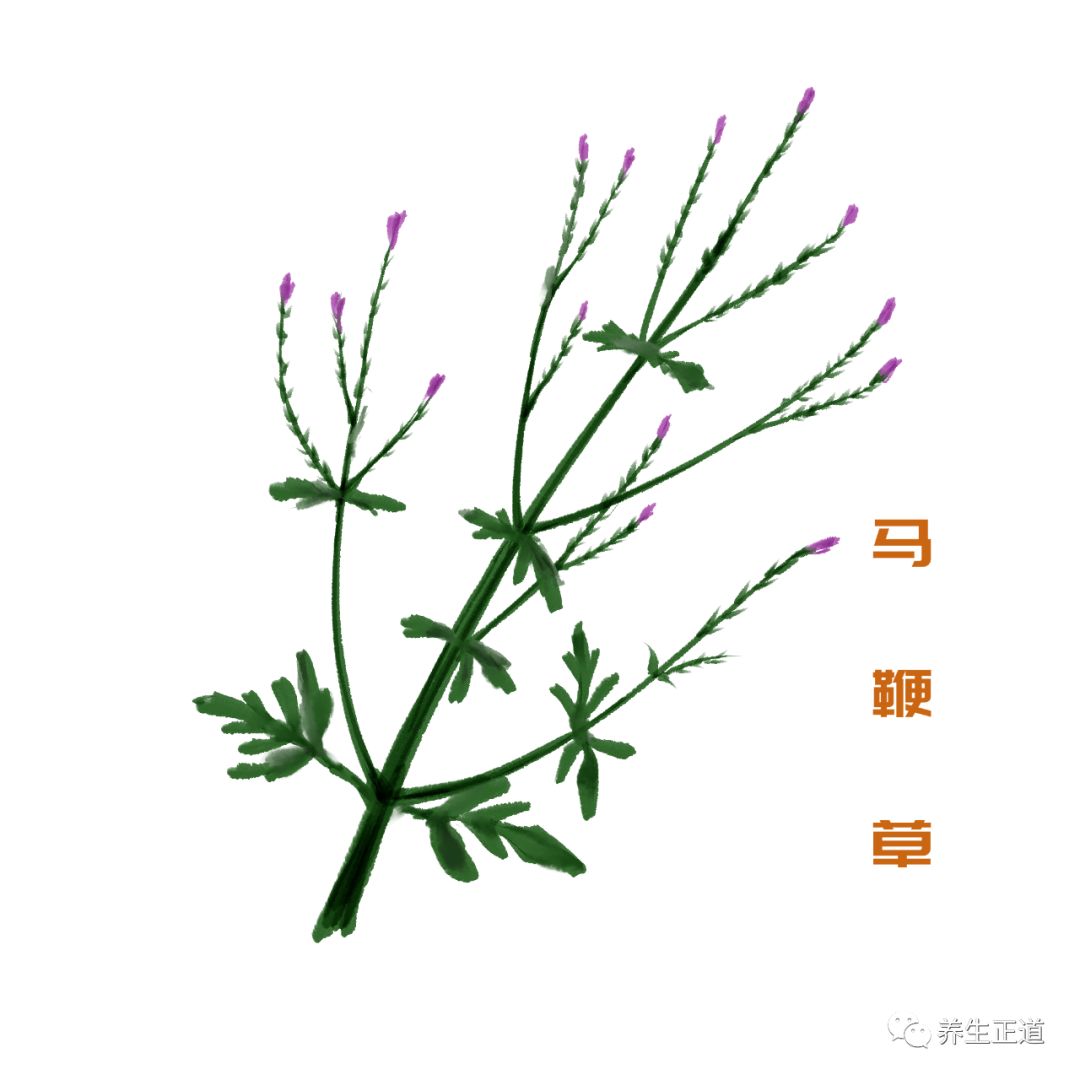 这十味名字带"草"的中药,都是治疗肝病的良将