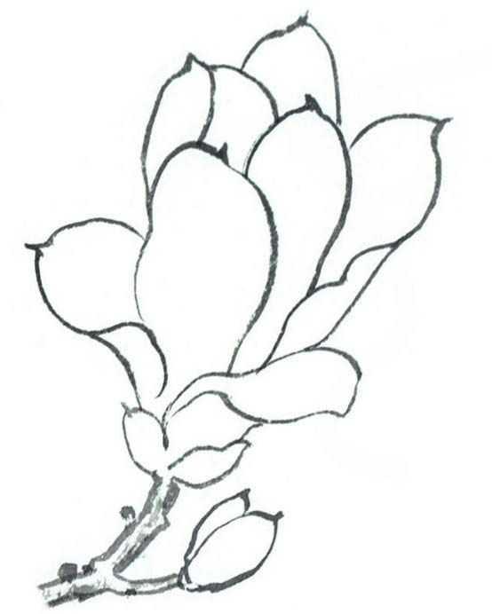 玉兰花的工笔画法分步骤讲解玉兰花工笔画画法简单易学