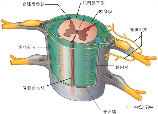 神经解剖脊神经