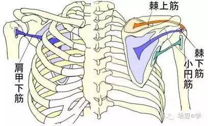 小圆肌解剖图图片