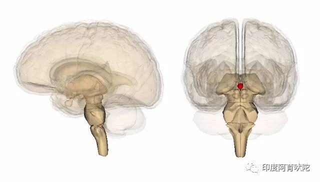 如何为松果体脱钙化