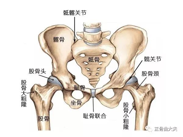 骨盆位置位置示意图图片
