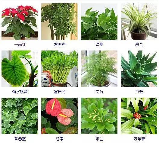 观叶植物大全品种图片