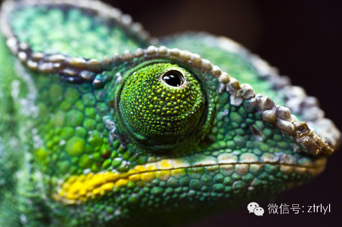 七彩变色龙分类详解超高清美图