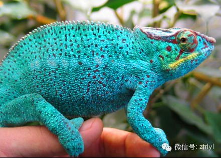 七彩变色龙分类详解超高清美图