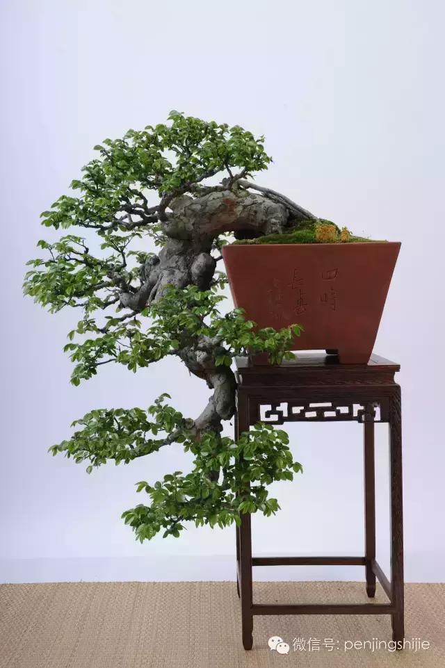 一组盆景精品欣赏象这样的丑疙瘩却是人见人爱