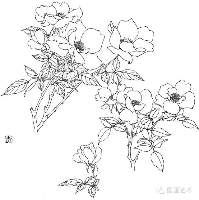 白描花卉写生(下)