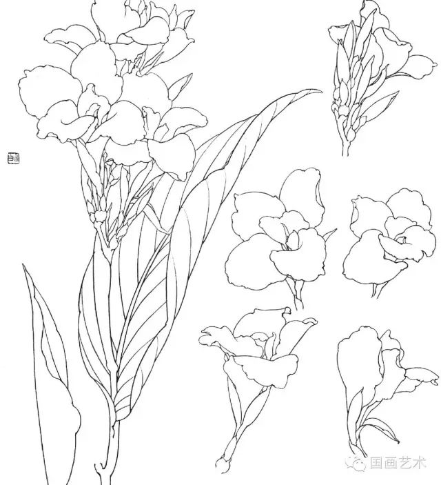 白描花卉寫生下