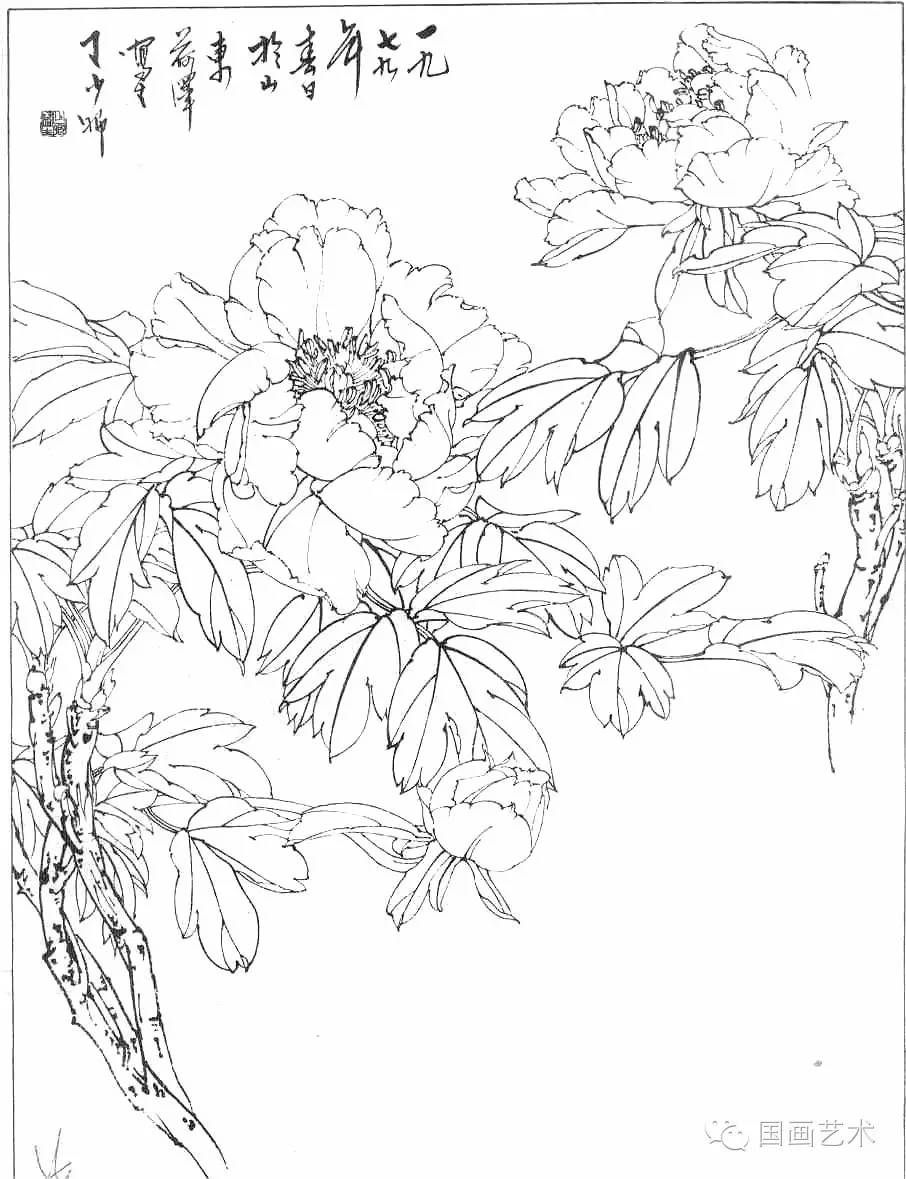 工笔线描牡丹五十幅好美