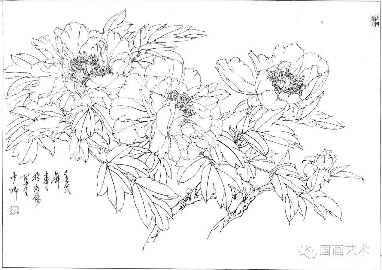 工笔线描牡丹五十幅好美