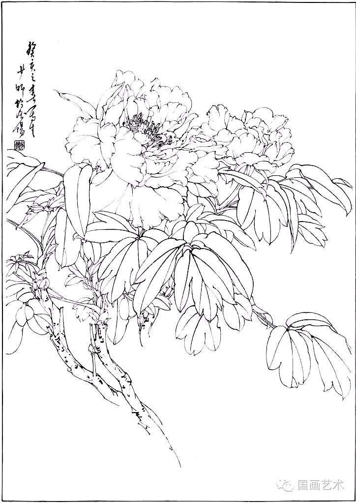 工笔线描牡丹五十幅好美