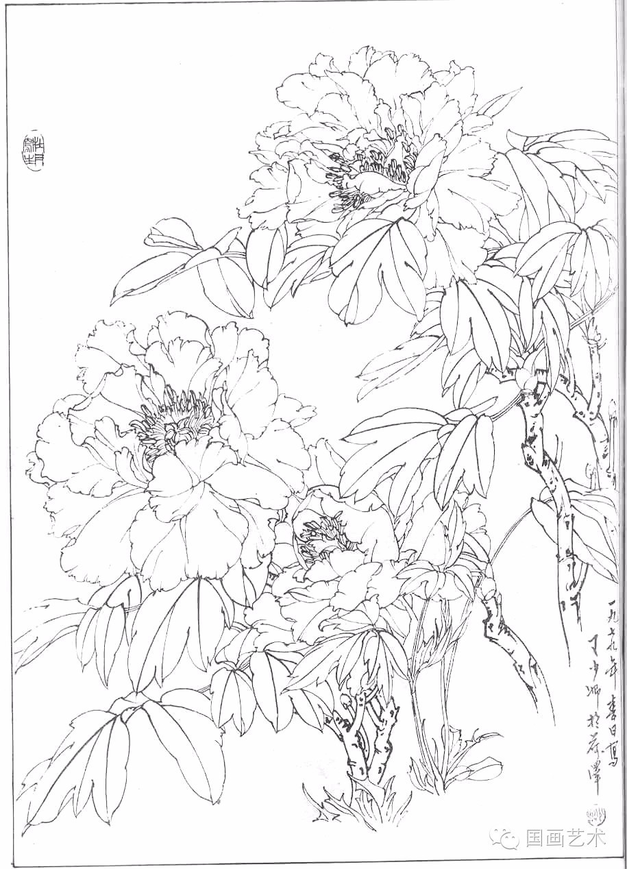 工笔线描牡丹五十幅好美