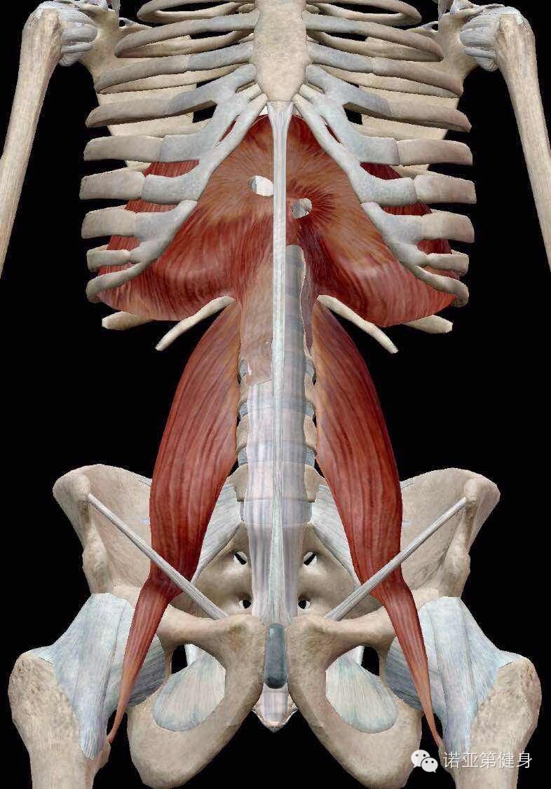 专业分享髂腰肌到底该不该强化