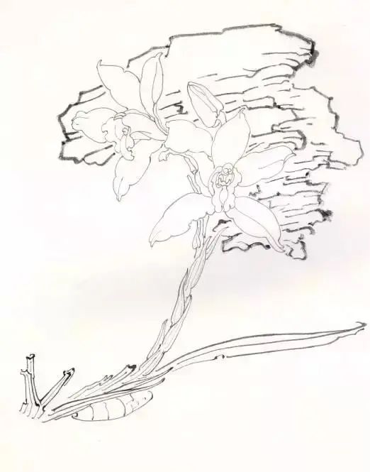 工笔国画教程卡德兰剑佩兰详细作画步骤