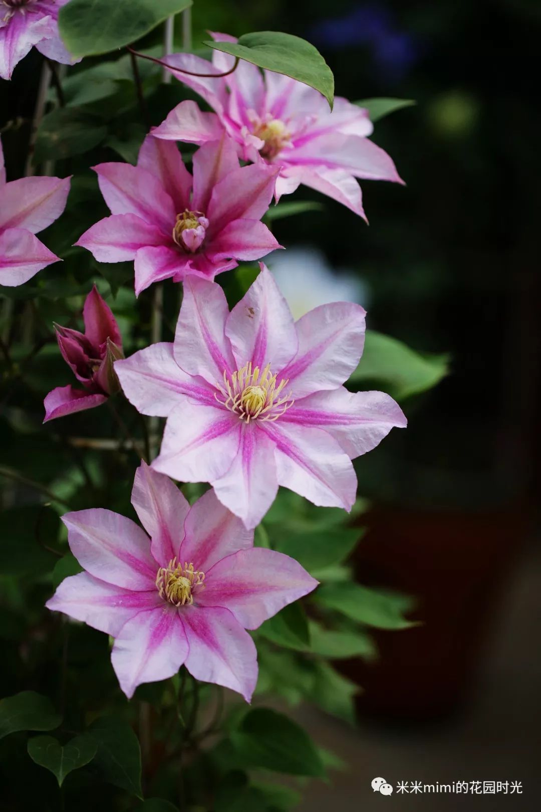 铁线莲品种解析49永恒的爱