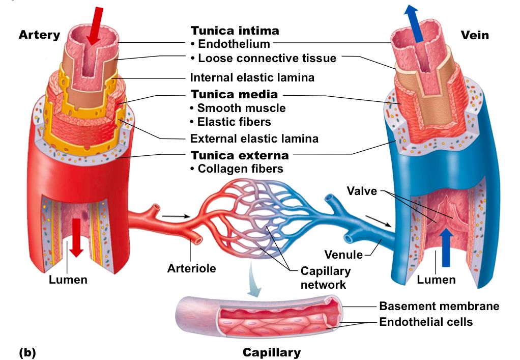 图文揭示动脉与静脉之间的n多个区别