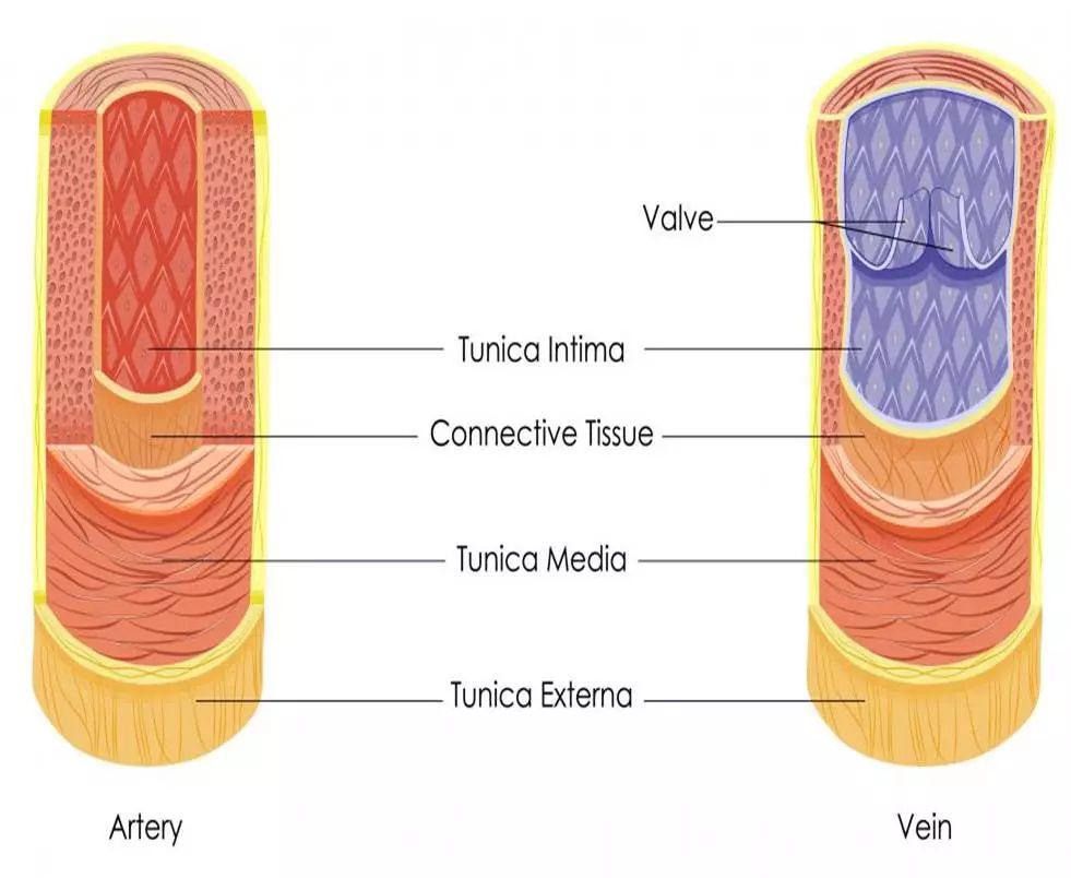 图文揭示动脉与静脉之间的n多个区别