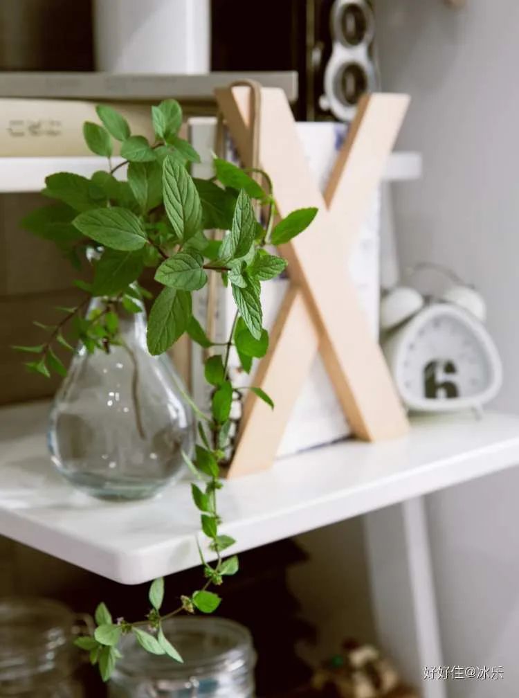 生了根还开出小花,散发淡淡薄荷香不妨像住友@冰乐 这样剪几支插在水